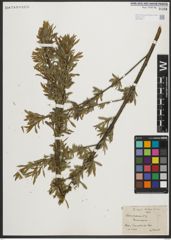 Foto von Salix purpurea L.